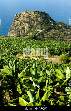 La Turquie, Antalya province, Gazipasa, Antiochia ad Cragum, plantation de bananes, Banque D'Images