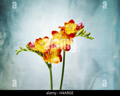 Freesia, fleur, fleurs, bourgeons, still life, rouge, jaune, bleu, Banque D'Images