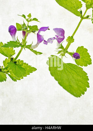 Repéré deadnettle, Lamium maculatum, feuilles, fleurs, vert, rose, rose, Banque D'Images