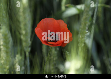 Les oreilles du grain, pavot, close-up, Banque D'Images