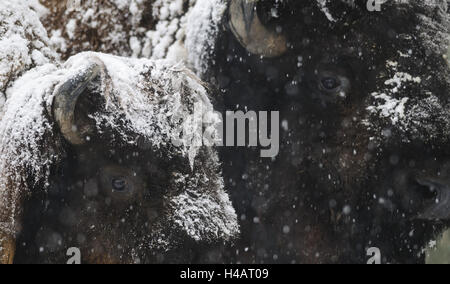 American bison, Bison bison, mâle et femelle, boîtier, Banque D'Images