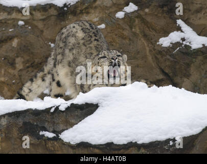 Léopard des neiges, Panthera uncia Irbis,, jeune animal, s'étirer, bailler, Banque D'Images