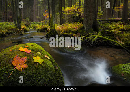 Germany, Bavaria, Palatinat, forêt, Osten, Brook, Moss, pierres, arbres, vert, Automne, couleurs, mystique, magique, conte de fées, paysages, feuillage, exécuter l'automne, les feuilles Banque D'Images