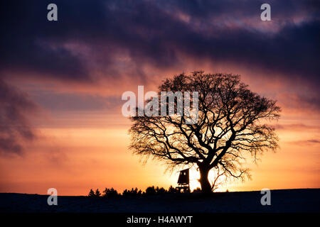 Germany, Bavaria, comté d'Augsbourg, Augsbourg Western Woods Nature Park, arbustes, coucher de soleil, silhouette, arbres, distinctif, seul, deerstand, nuages, lumière, ambiance, couleur, panorama Banque D'Images