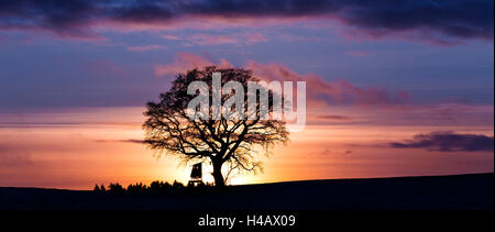 Germany, Bavaria, comté d'Augsbourg, Augsbourg Western Woods Nature Park, des arbres, des arbustes, de la lumière, de l'humeur, coucher de soleil, hiver, couleurs, panorama, deerstand, nuages, Banque D'Images