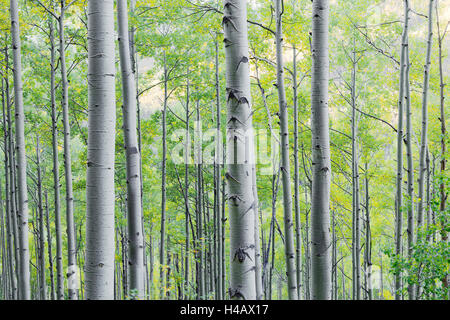 USA, Amérique, Colorado, le tremble, le bouleau, forêt, arbres, vert, jaune, Banque D'Images