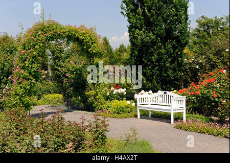 Banc de jardin blanc dans le chemin de gravier en face de rosiers en fleurs et les pivoines Banque D'Images