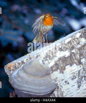 Robin battant loin de la table d'oiseaux dans le jardin avec un tournesol Banque D'Images
