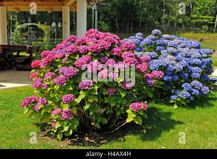 Floraison rouge et bleu Hortensia arbustes en face d'un pavillon de jardin Banque D'Images