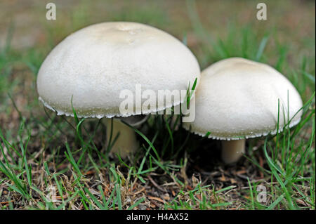 Deux champignons Agaricus arvensis, cheval, champignons comestibles, Banque D'Images