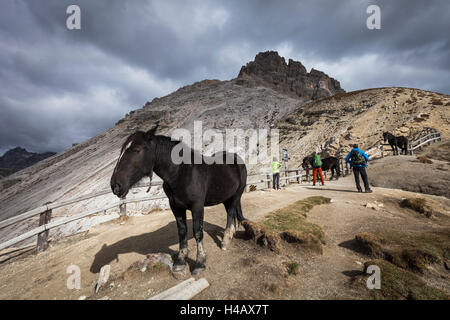 L'Europe, l'Italie, les Dolomites, les chevaux et les randonneurs, Tre Cime di Lavaredo Banque D'Images