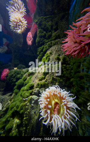 Les anémones, Den Blå Planet, Blue Planet Aquarium, Copenhague, Danemark Banque D'Images