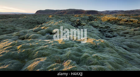 Coussin de mousse sur un champ de lave, près de Kirkjubaerklaustur, Eldhraun, Sud de l'Islande, Islande Banque D'Images