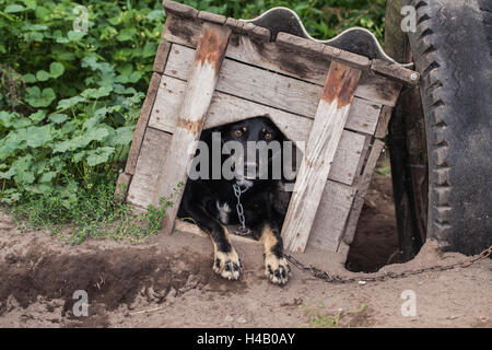 Chien aux yeux tristes à regarder hors de sa cage Banque D'Images