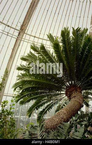 Palm, plantes, détail, flore, Exposition Banque D'Images