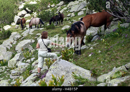 Les chevaux brouter sur le pâturage de montagne au Patrimoine Mondial de l'UNESCO Parc national de Pirin Bulgarie Banque D'Images