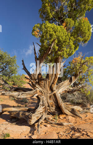 L'Utah vieux genévrier (Juniperus osteosperma), Parc National de Canyonlands, Moab, Utah, USA Banque D'Images