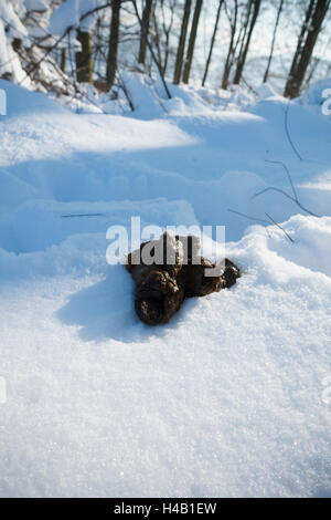 Saleté de chien dans la neige Banque D'Images