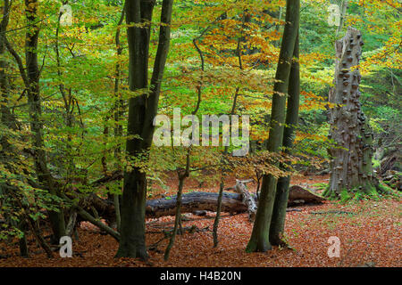 Forêt vierge sur le Darß dans l'ouest de la région occidentale du parc national à l'automne, Mecklembourg-Poméranie-Occidentale, Allemagne Banque D'Images