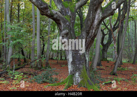 Forêt vierge sur le Darß dans l'ouest de la région occidentale du parc national à l'automne, Mecklembourg-Poméranie-Occidentale, Allemagne Banque D'Images