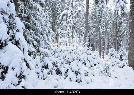 Paysage d'hiver, Haut-Palatinat, Bavaria, Germany, Europe Banque D'Images