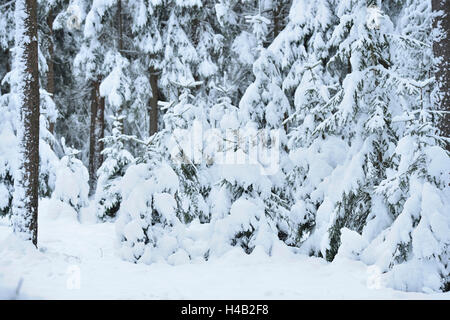 Paysage d'hiver, Haut-Palatinat, Bavaria, Germany, Europe Banque D'Images