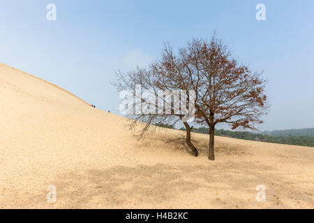 Les arbres morts, la dune de sable, Dune du Pilat, Aquitaine, France Banque D'Images