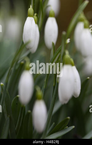 Perce-neige, Galanthus nivalis avec la rosée du matin Banque D'Images