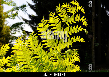 Les frondes de fougère décorative, l'osmonde royale Osmunda regalis, dans un jardin paysager Banque D'Images