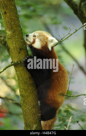 Le panda rouge, Ailurus fulgens, tronc, escalade, Banque D'Images