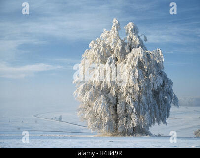 Allemagne, Bade-Wurtemberg, cauchemar de la Souabe, Roman's stone-Zainingen, sel, réservation d'angle, le givre, hiver, arbres, arbres à larges feuilles, l'hiver, la neige, gèle, le froid, la maturité, le gel, la neige, l'hiver, Idyll Idyll, journée d'hiver, l'atmosphère, wi Banque D'Images