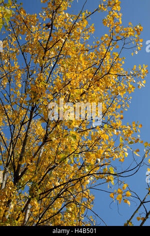 Arbre à grandes feuilles, automne, Banque D'Images
