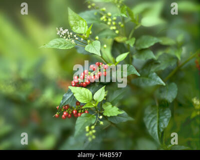 Usine de café, les cerises de café, Coffea spec., moyen, close-up Banque D'Images