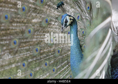 Paon bleu Pavo cristatus,, bande de roulement, peu de l'homme, l'animal portrait, animal, zoo, zoo Ave, d'animaux et d'oiseaux, des oiseaux gallinacés, Galliformes, phasianidae, phasianidae, paon, radian radian, champs, champs du paon, paon plumes, plumage, parade nuptiale, cour, impressionner, montrant, de façon imagée, colorée, admirablement, comportement, bleu, gagner plus, Impress, vert bleuté, side view, flou, Banque D'Images