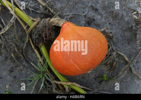 Champ de citrouille, potiron Hokkaïdo, Rhénanie-Palatinat, Allemagne, Banque D'Images