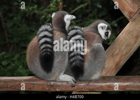 Lemuren kone, Banque D'Images
