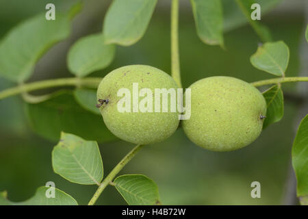 Noyer commun, Juglans regia, des fruits, de la direction générale, la pendaison, immature, Banque D'Images