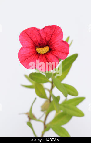 Calibrachoa, blossom, cut out, Banque D'Images