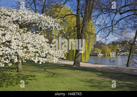 Allemagne, Hambourg, cerisier fleur dans le parc près du pont de la courroie dans le pot à Hambourg, le lac Alster extérieur Banque D'Images