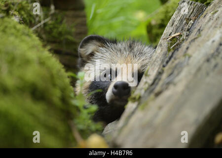 Le chien de la martre, Nyctereutes procyonoides, portrait, tête, voir l'appareil photo, Banque D'Images