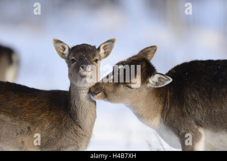 Le daim, Dama dama, Hind, demi-veau, portrait, hiver, Banque D'Images