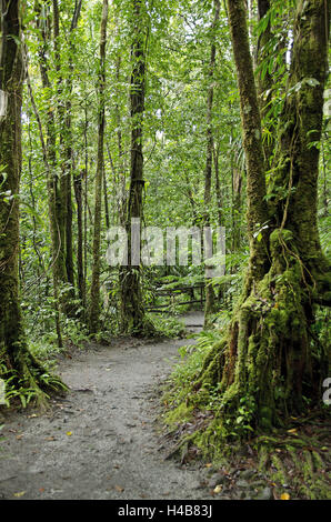 Dans les Caraïbes, la Dominique, Parc national du Morne Trois Pitons, Banque D'Images