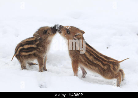 Deux jeunes sangliers dans la neige, Banque D'Images