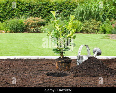 Jardin, patch, terre, végétaux, cherry laurel, l'usine, Banque D'Images