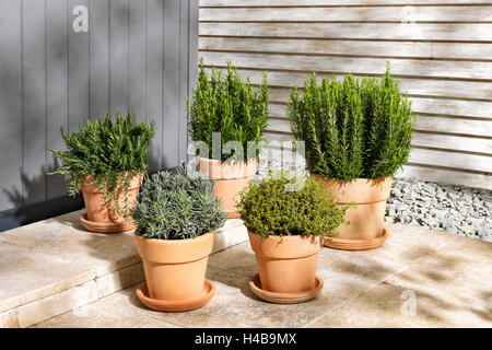 Les herbes, les herbes en pot sur terrasse Banque D'Images