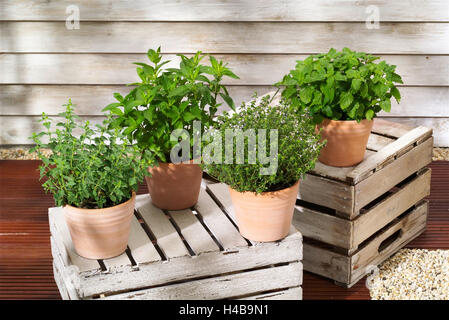 Les herbes, les herbes en pot sur terrasse Banque D'Images