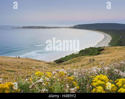 Mer, côte, vache, Tautuku Bay, plage de sable fin, Catlins, Otago, île du Sud, Nouvelle-Zélande Banque D'Images