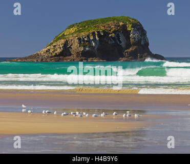 Tautuku Bay, de roches, de goélands, de sable,, Catlins Otago, île du Sud, Nouvelle-Zélande Banque D'Images