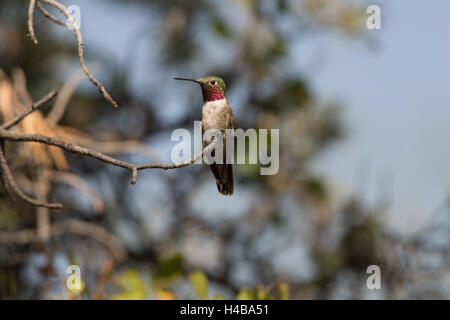 Homme à queue large, colibri Selasphorus platycercus (Bosque del Apache), National Wildlife Refuge, Nouveau Mexique, USA. Banque D'Images