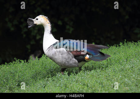 Canard à bec bouton, Sarkidiornis melanotos Banque D'Images